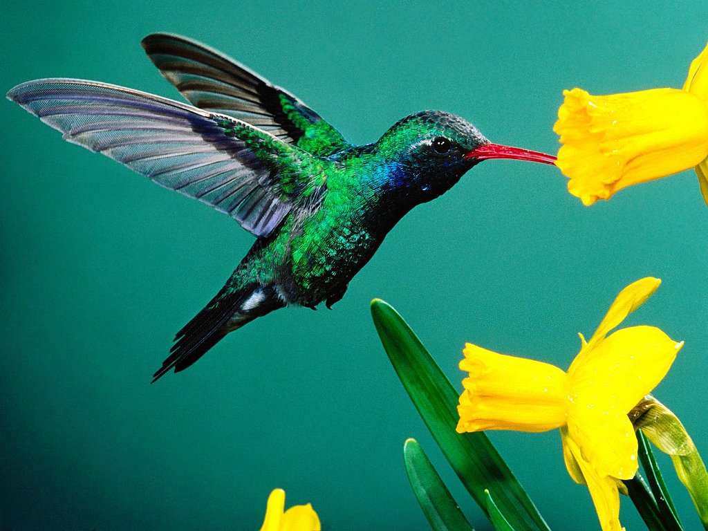 Broad-billed Hummingbird